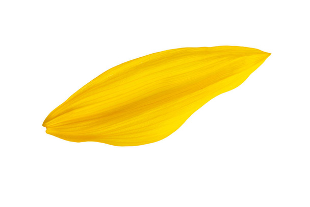 sunflower flower petal one yellow petal in closeup isolated on white - Photo, Image