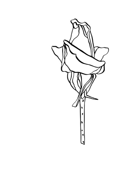 Decorative vector ink drawing rose flower with leaves - Vector, Image