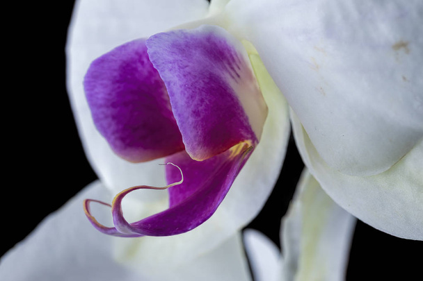 A close up of a part of a white and purple orchid flower in a studio. - Foto, Imagen