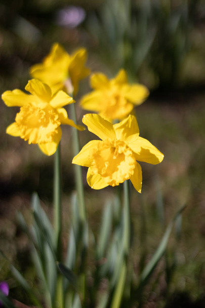Two daffodils isolated on a blurred background - Photo, Image
