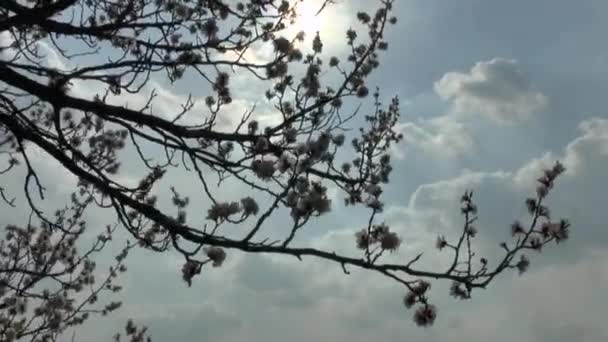 開花梅の木 - 映像、動画