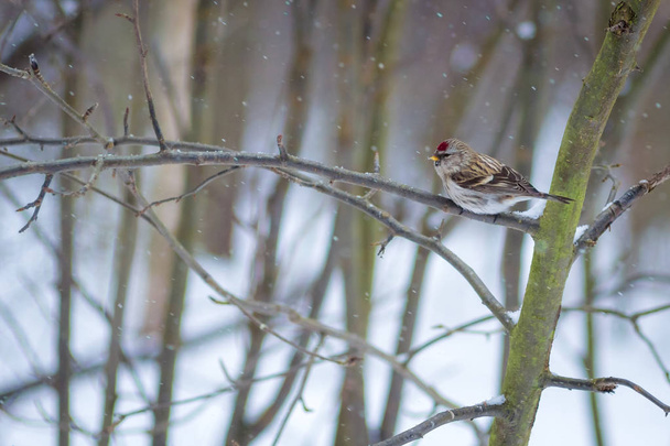 hungry wild bird  redpoll on a tree in spring forest - Fotoğraf, Görsel
