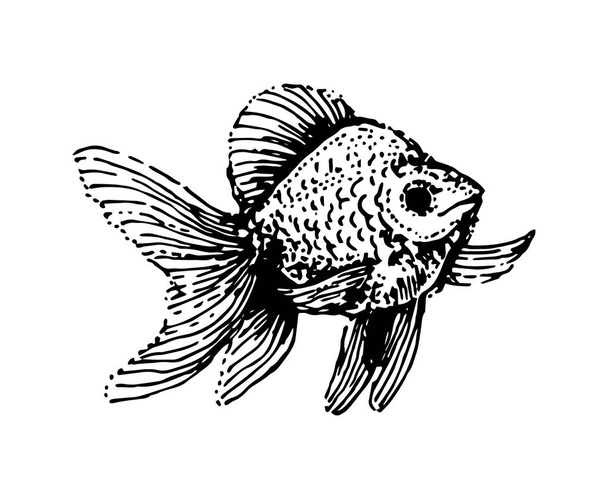 Vector Esboço desenhado à mão de ilustração de peixe sobre fundo branco
 - Vetor, Imagem