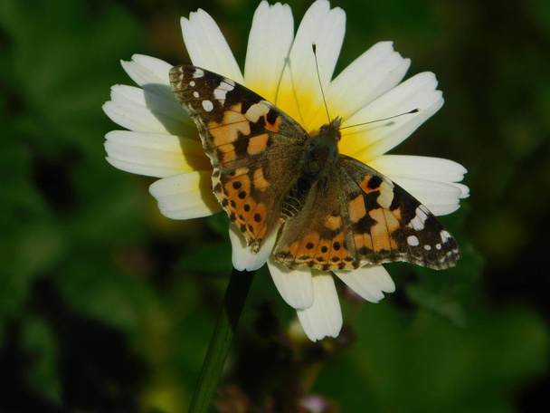 A painted lady, or Vanessa cardui butterfly, on a crown daisy or Glebionis coronarium wild flower - Photo, Image