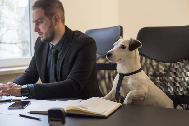 щасливий бізнесмен працює на ноутбуці в офісі, сидячи поруч з собакою з краваткою біля вікна чорний стіл з ноутбуком папери телефон джек-тер'єр
 - Фото, зображення