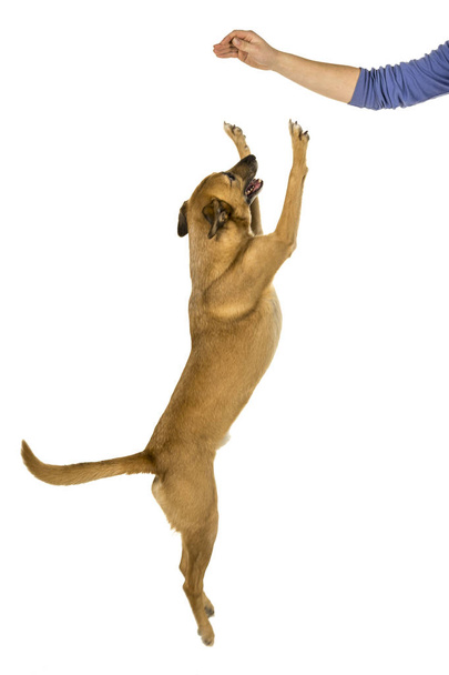 Piccolo cane di razza mista marrone che salta su per trattare isolato su sfondo bianco
 - Foto, immagini