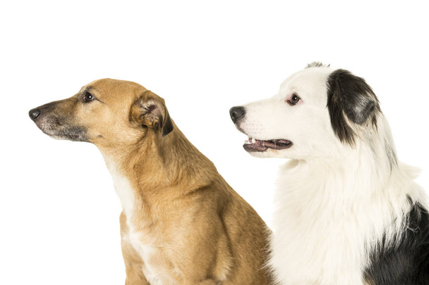 Portrait de chien de race mixte Berger australien fond blanc regardant de côté
 - Photo, image