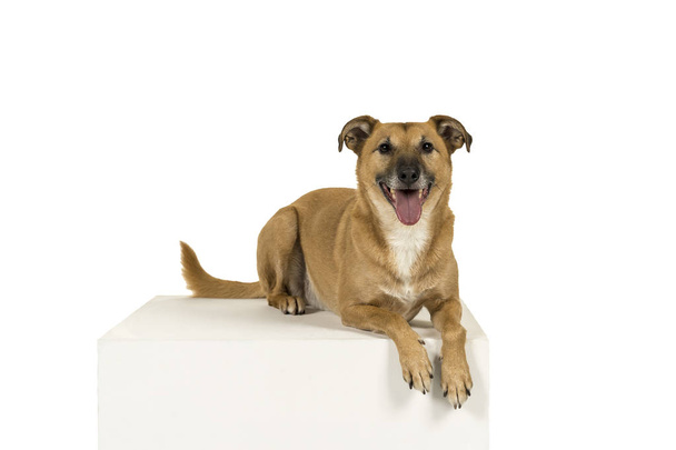 Mixed breed dog lying sideways in a white background looking at the camera - Photo, Image