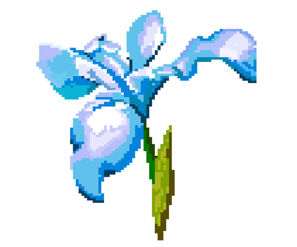 Beyaz bir arka plan üzerinde Iris. Piksel çizim çiçek. - Vektör, Görsel