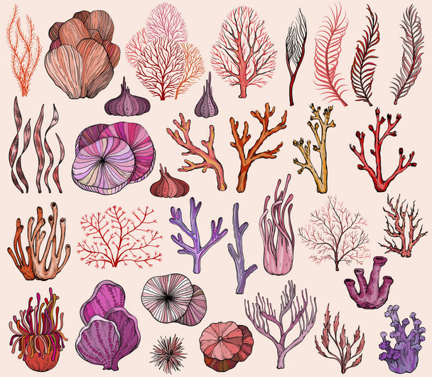 Set of marine hand drawn corals. Silhouettes - Вектор,изображение