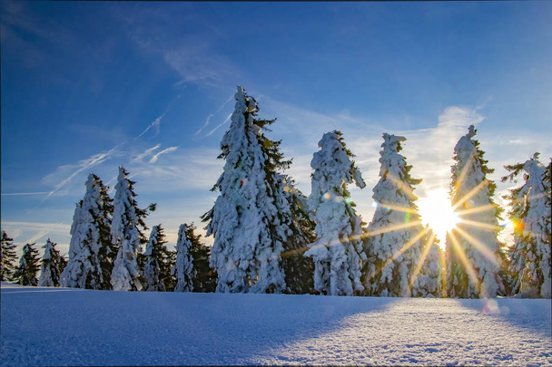 Гарний схід сонця на чеський гори. Сонце світить через дерева, покриті снігом. Сніг є скрізь. - Фото, зображення