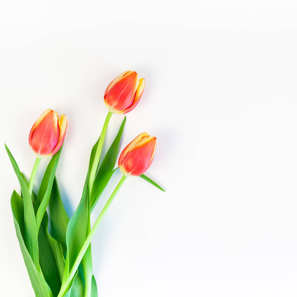 Náměstí Creative ploché laický pohled shora vítáním jara blahopřání s červenými tulipány květy na bílém pozadí s kopie prostoru. Oslavu pohlednice šablona - Fotografie, Obrázek
