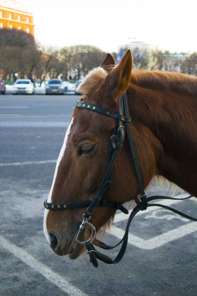 Profile of funny cute brown horse waiting for the passengers on the city street - Photo, Image