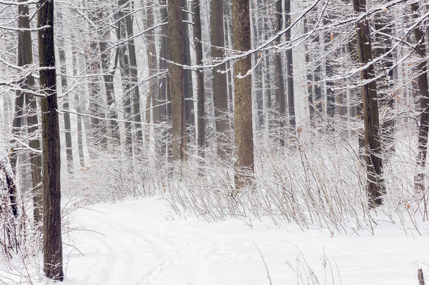 bomen bedekt met sneeuw in een besneeuwd bos met wandelpad in het centrum - Foto, afbeelding