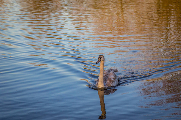 Tard dans l'après-midi tourné en février de ce cynet nageant dans le lac avec de magnifiques reflets dorés dans l'eau
. - Photo, image