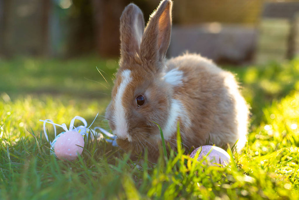 Conejito blanco de Pascua con huevos de Pascua sentado en la hierba
 - Foto, Imagen