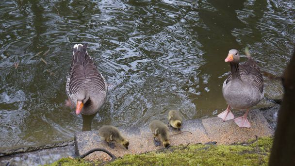 Seyahat Almanya ördek ailesi gölet dikkatli ebeveynler - Fotoğraf, Görsel