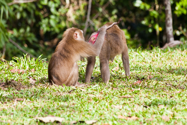 Mono búsqueda de piojo en otro mono
 - Foto, imagen