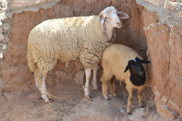 Pecore bianche - animali da fattoria
 - Foto, immagini