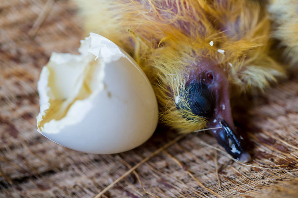 μικρό περιστέρι στη φωλιά, πουλιά μωρών μόλις επώασης από αυγό, έννοια εκκίνησης - Φωτογραφία, εικόνα