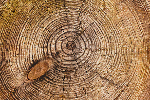 Texture of wooden surface with knots and cracks - Valokuva, kuva