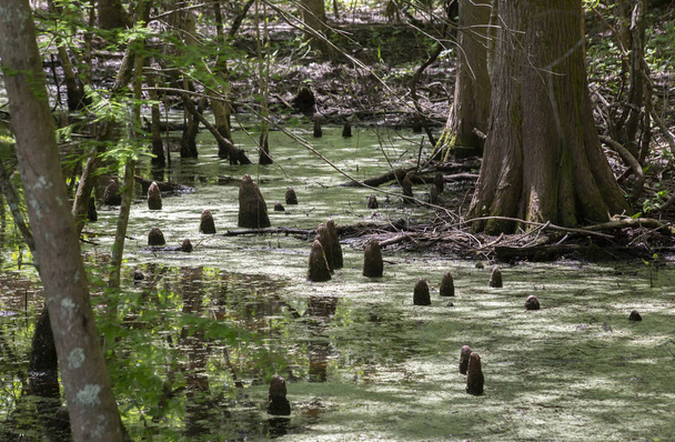 rodillas de ciprés que conducen a través de agua estancada en un pantano sinuoso
 - Foto, imagen