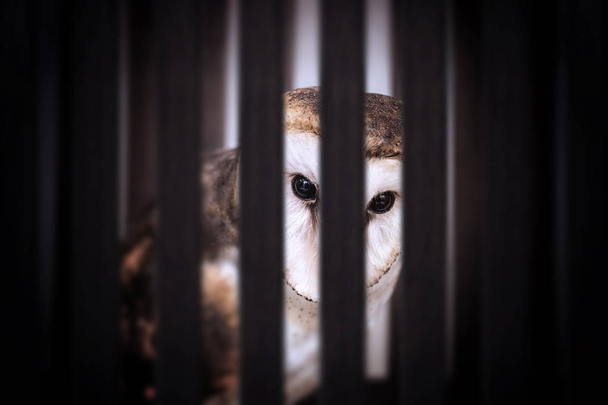 contrebande d'animaux. Photomontage du hibou dans une cage en bois, mauvais traitements infligés aux oiseaux exotiques
. - Photo, image
