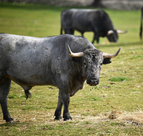 Brave bull w Hiszpanii - Zdjęcie, obraz