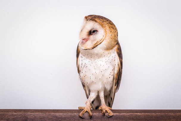 Photo of an owl in macro photography. Owl of the Towers (Tyto furcata or Tyto alba), owl on white background isolated. Young owl in high resolution photograph. - Photo, Image
