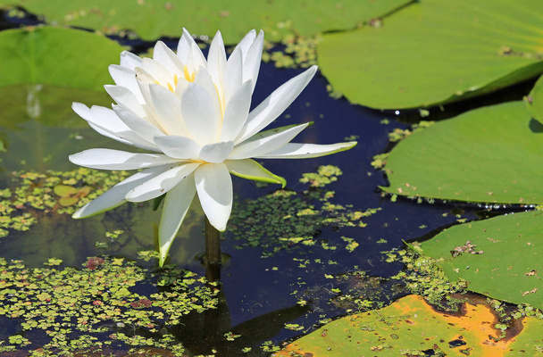 White water lily  - close up image with a flower - Fotó, kép