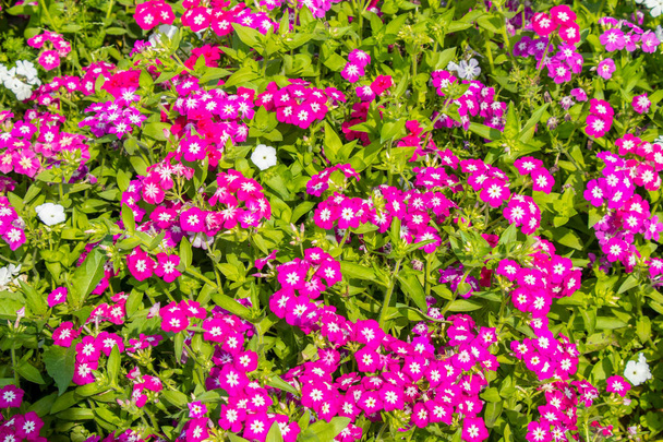 Graden içinde parlak güneşli bir günde Çiçek Bahçe phlox çiçekler - Fotoğraf, Görsel