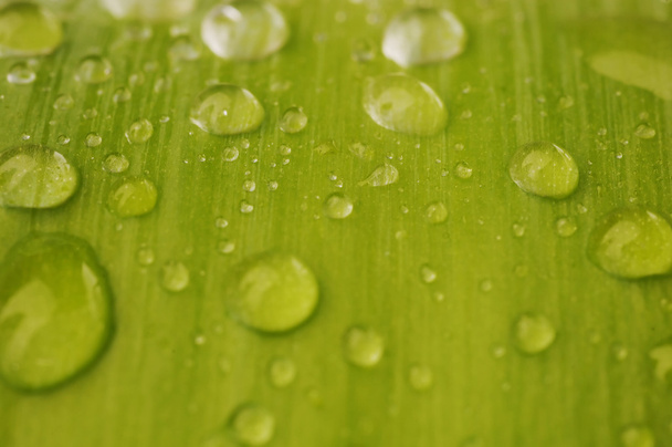 leaf with drops background - Foto, imagen