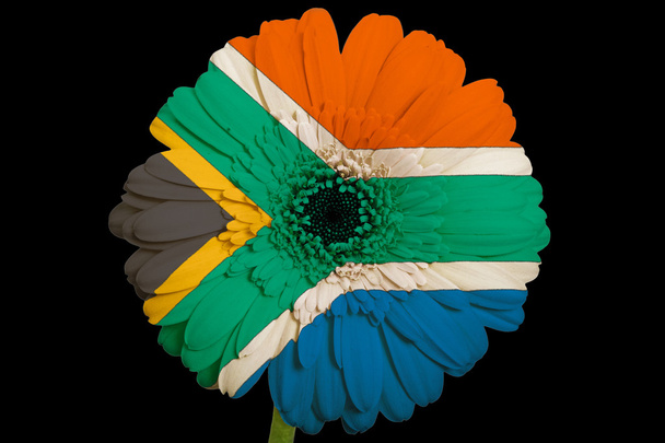 gerbera daisy flower in colors national flag of south africa - Photo, Image