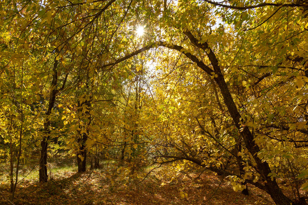 Le soleil brille à travers le feuillage jaune d'automne
 - Photo, image