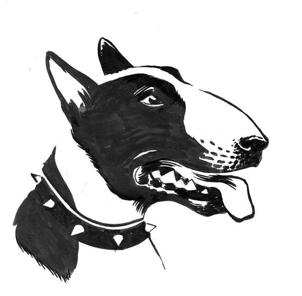 Bull terrier pies. Czarno-biały rysunek tuszem - Zdjęcie, obraz