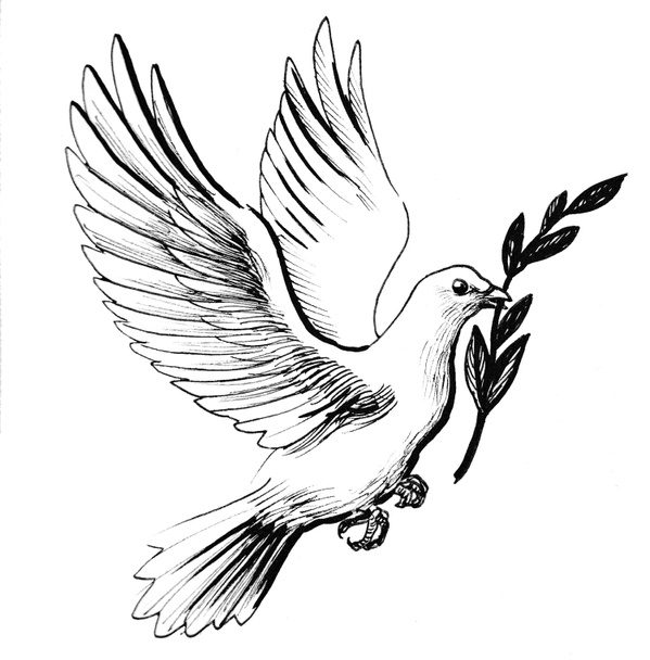 White dove with olive branch. Ink black and white drawing - Photo, Image