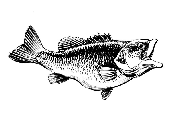 Fish on white background. Ink black and white drawing - Foto, Imagen