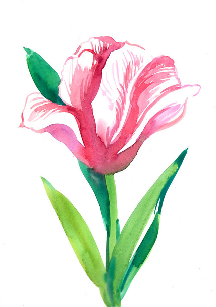 Flor de tulipa rosa aquarela no fundo branco
 - Foto, Imagem