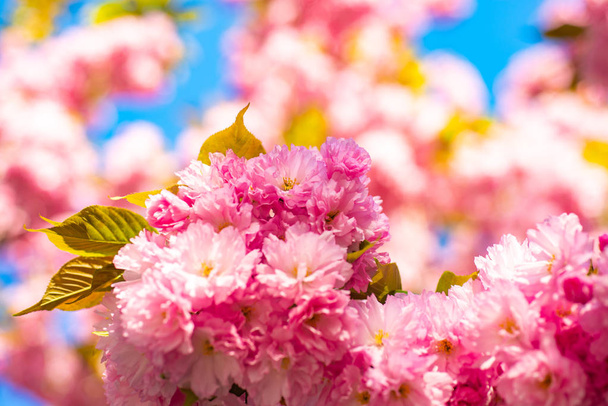Cherry blossom. Sacura cherry-tree. Spring Cherry blossoms, pink flowers. Blooming sakura blossoms flowers close up with blue sky on nature background. - Фото, зображення
