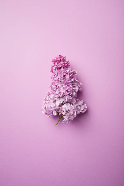 branch of lilac on a purple background. minimalism. - Fotografie, Obrázek