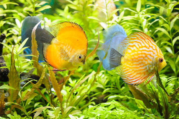 Goldener Diskus-Pompadour-Fisch im Aquarium - Foto, Bild
