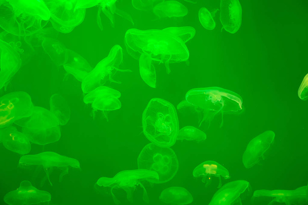 Medusa lunare Aurelia aurita in acqua. Aurelia aurita (chiamata anche medusa comune, medusa lunare, gelatina lunare o gelatina piattino
)  - Foto, immagini