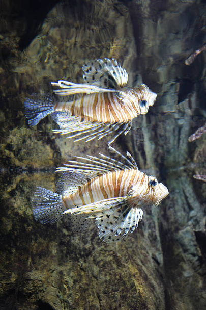 Κοινή lionfish (Pterois volitans) κολυμπώντας στο νερό, αντανάκλαση στην κορυφή των κυμάτων. Το ψάρι είναι ένα τροπικό είδος με ένα οδυνηρό δηλητήριο - Φωτογραφία, εικόνα