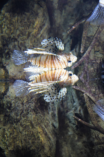 Lionfish comum (Pterois volitans) nadando na água, reflexão no topo das ondas. O peixe é uma espécie tropical com um veneno doloroso
 - Foto, Imagem