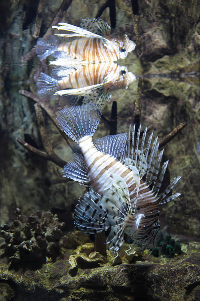 Lionfish commun (Pterois volitans) nageant dans l'eau, reflet en haut des vagues. Le poisson est une espèce tropicale au venin douloureux
 - Photo, image
