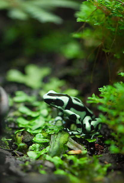 Зелено-чорна отрута дротики жаби або отруйної стріли жаби під назвою Дендробати ауратус
 - Фото, зображення
