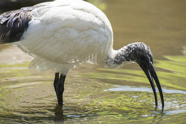 Australian White Ibis outside in nature during the day - Фото, изображение