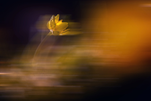 Movimiento borrosa flor silvestre
 - Foto, imagen