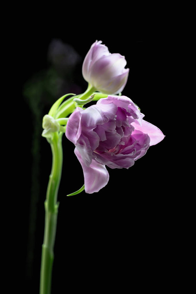 Nahaufnahme Foto von violetten Tulpen, abstrakten floralen Hintergrund. Frühling Natur Detail. fliederfarbene Tulpe auf schwarzem Hintergrund - Foto, Bild