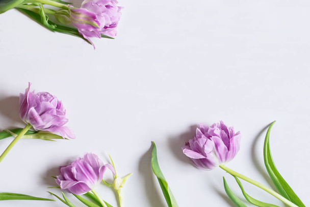 Koszorú keret lila tulipán, zöld levél fehér háttér. Húsvéti, tavaszi koncepció. Lapos feküdt, top view. - Fotó, kép